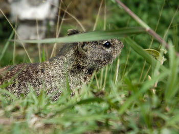 Close-up of a rabbit on field