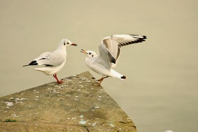 Seagulls on a rock