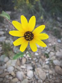 Close-up of yellow flower