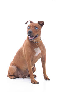 Portrait of dog sitting against white background