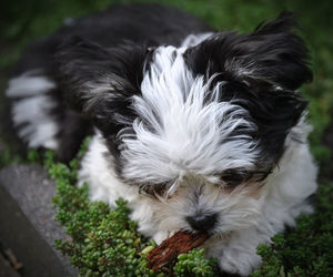 Close-up of a dog