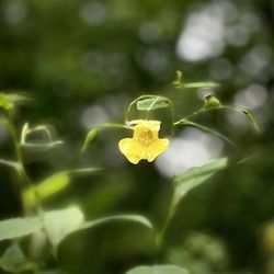 Close-up of yellow flowering plant leaves