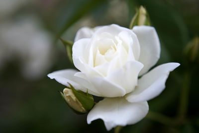 Close-up of white rose
