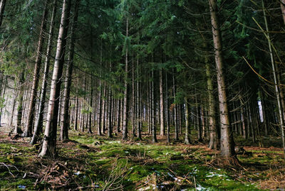 View of bamboo trees in forest