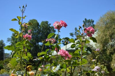 Low angle view of pink flowers against sky