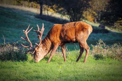 Side view of deer grazing on field