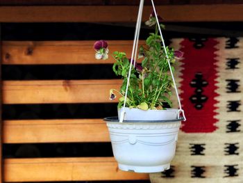 Close-up of potted plant on table