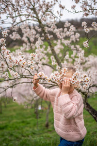 Cropped hand holding cherry blossom