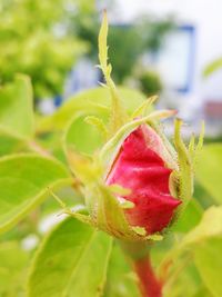 Close-up of red flower