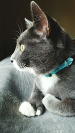 Close-up of cat sitting on floor