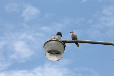 Low angle view of seagull perching on street light against sky