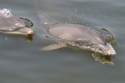 High angle view of dolphins swimming in sea