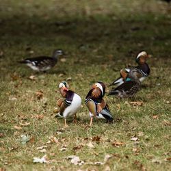 Ducks on field