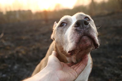 Close-up of hand holding dog