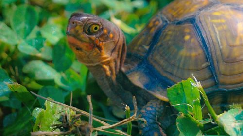 Close-up of tortoise on tiny plants