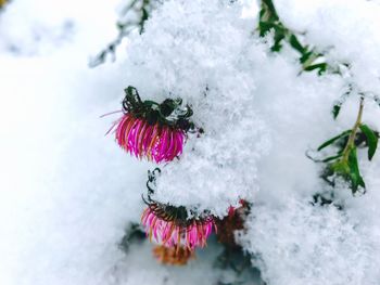 Low angle view of flower plant during winter