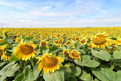 Sunflowers in field