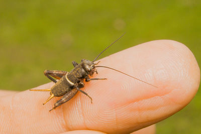 Close-up of insect on hand