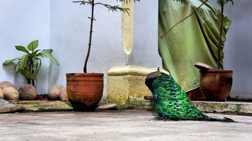 Potted plant against wall