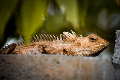 Close-up of lizard on rock