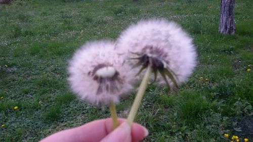 Hand holding dandelion