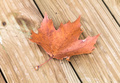 High angle view of autumn leaf on wood