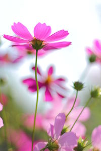 Close-up of pink flowers blooming outdoors