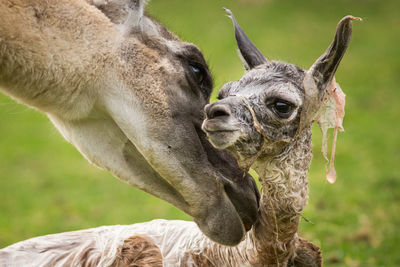 Close-up of a giraffe