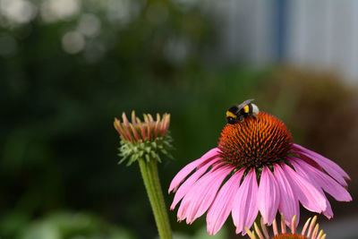 Close-up of butterfly pollinating on pink flower