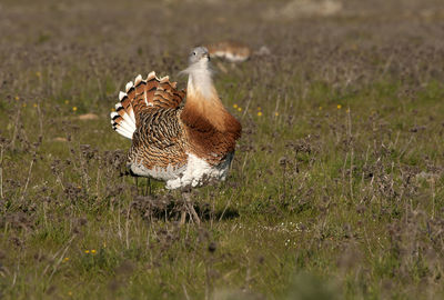 View of bird on field