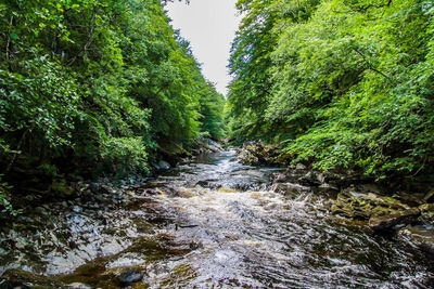 Stream flowing amidst trees in forest