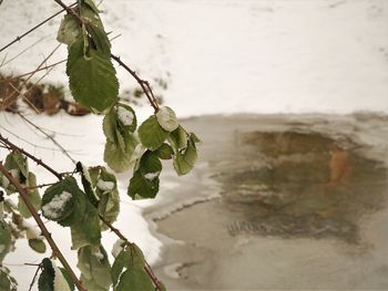 Close-up of plant against sky