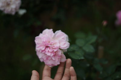 Close-up of hand by pink flowering plant