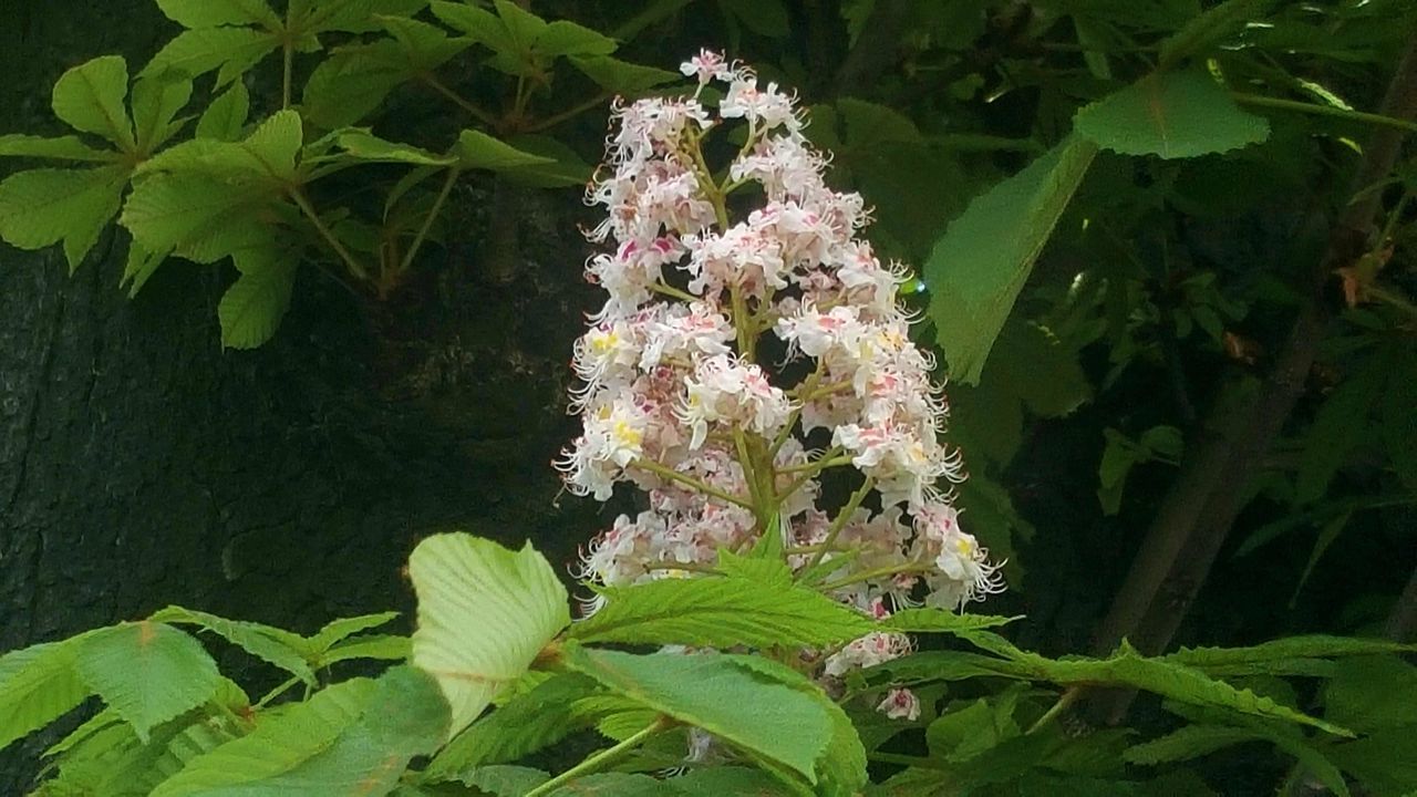 CLOSE-UP OF PINK FLOWERING PLANT WITH TREE