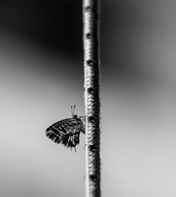 Close-up of insect on plant against sky