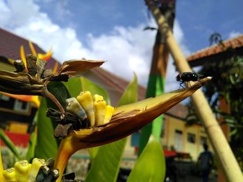 Close-up of honey bee on plant against sky