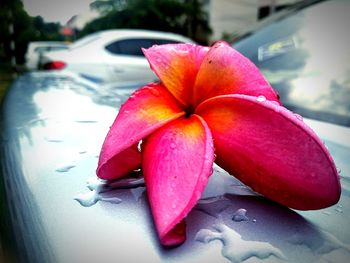 Close up of pink flower