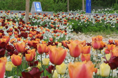 Close-up of tulips in field