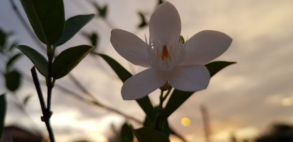 Close-up of white flowering plant