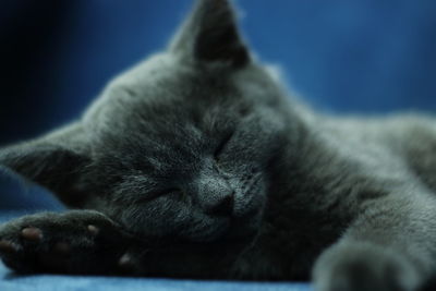 Close-up of cat sleeping