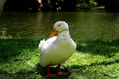 Close-up of swan in lake