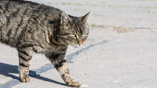 Cat looking away on street