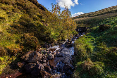 Plants growing on rocks by stream against sky