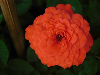 Close-up of red rose blooming outdoors