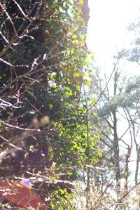 Low angle view of trees in forest
