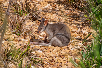 Squirrel on field