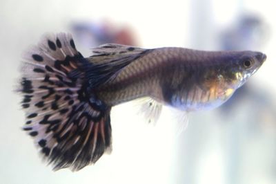 Close-up of fish swimming in tank