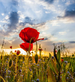 Close-up of red poppy flowers growing in field