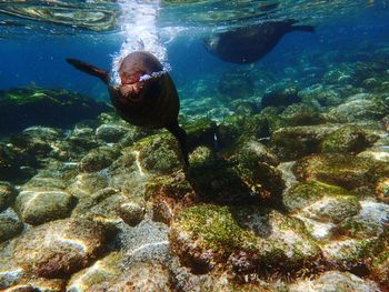 Close-up of turtle swimming in sea