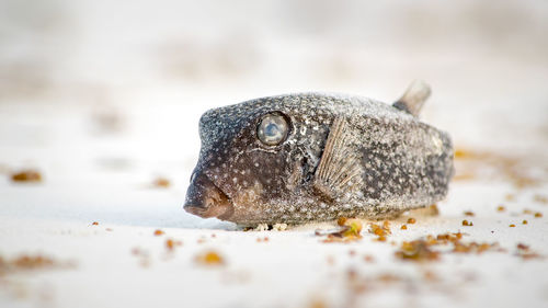 Close-up of dead fish